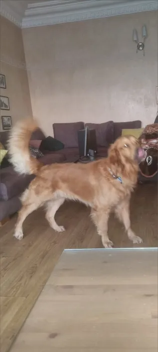 Golden retriever