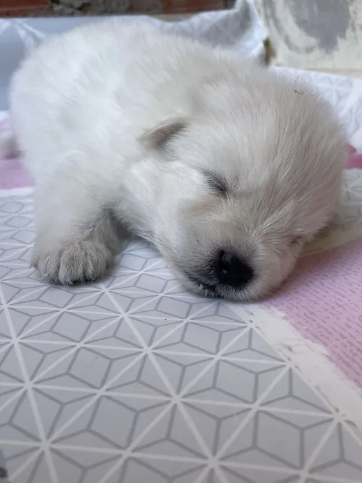 Chien Spitz Japonais