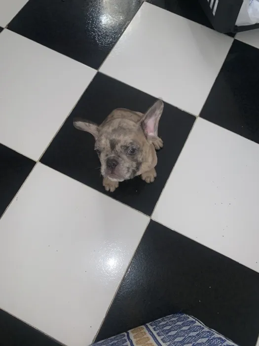 Bulldog exotic