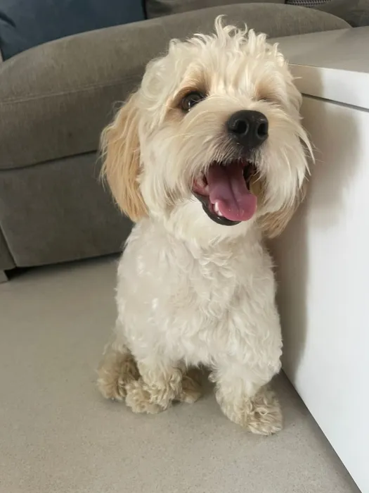 Bichon havanais