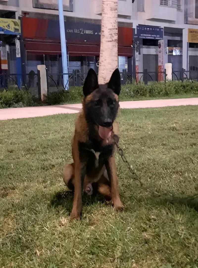 Mâle Malinois Charbonné Masque Noir