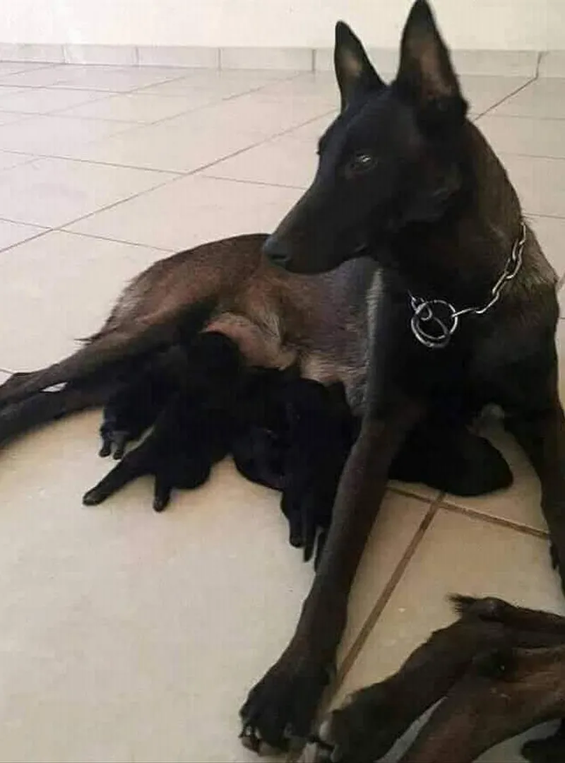 Poussins Malinois Charbonnier