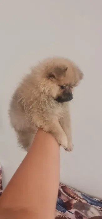 Spitz