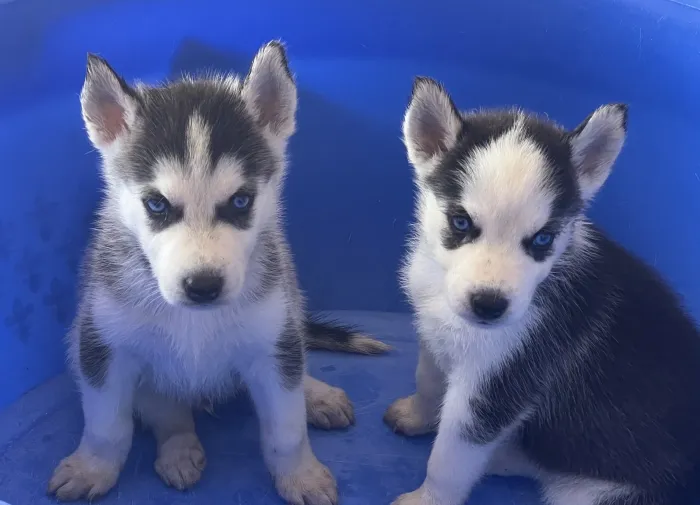 Husky