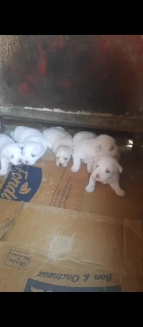 Chiots bichon maltais
