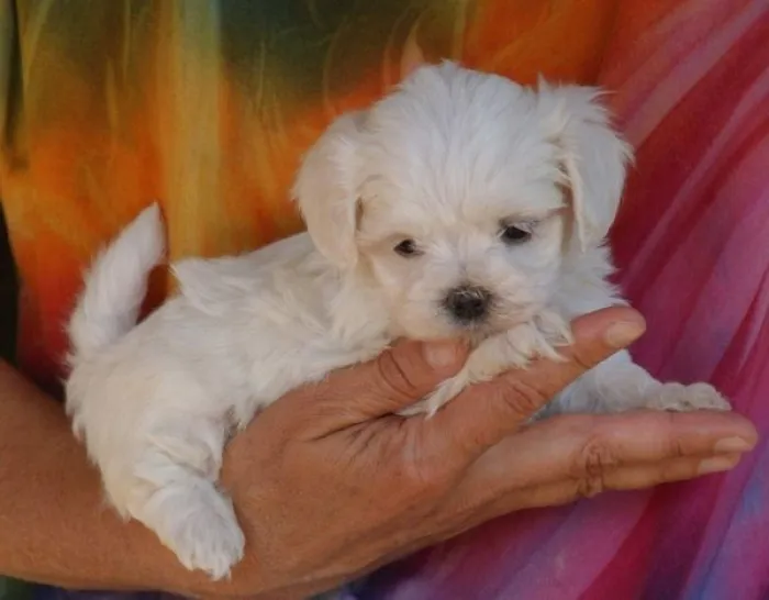 Bichon Maltais Nain✨