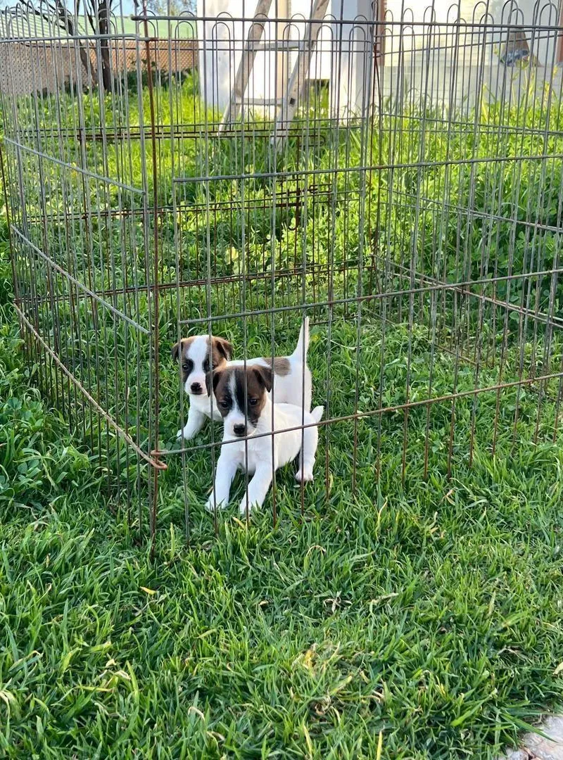 Jack Russell