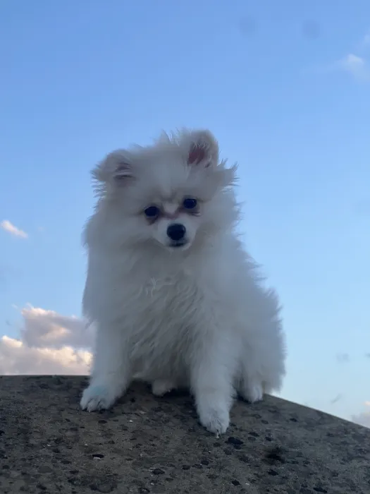 Spitz pomeranian