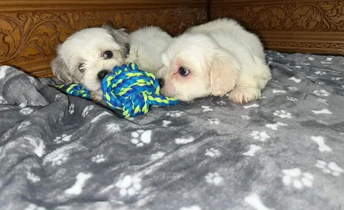 Bichon maltais