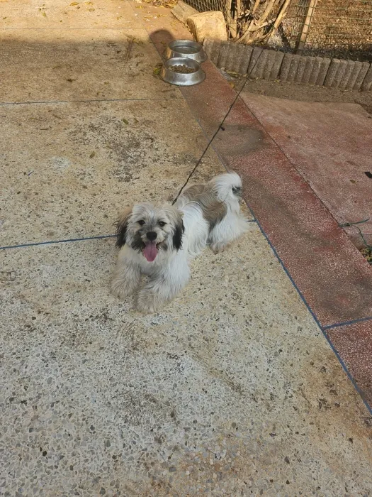 Bichon havanais