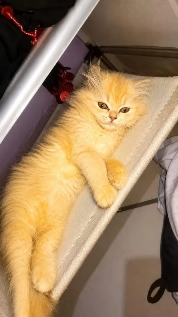 Chaton persan à vendre