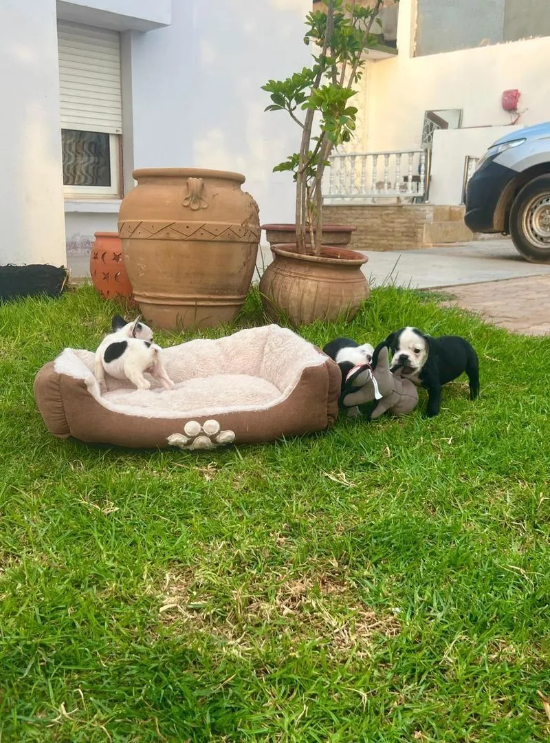 Bulldog Francais