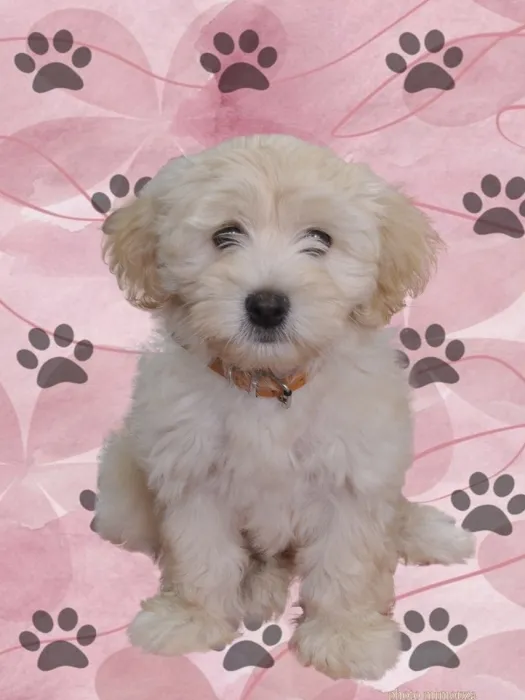 Chien bichon havanis