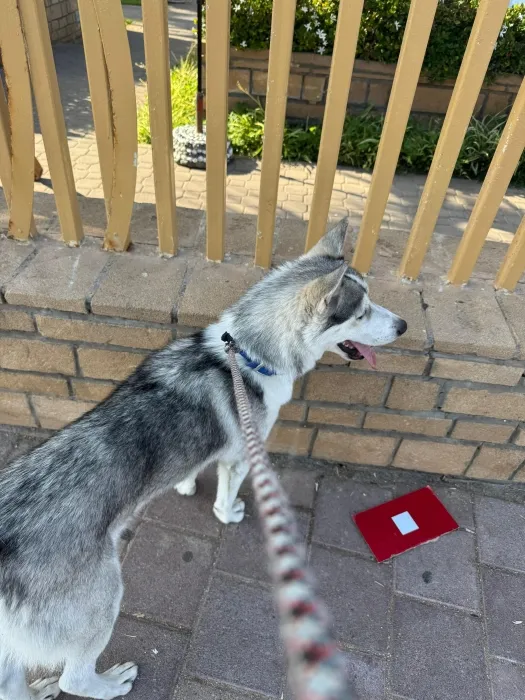 Husky 7 mois