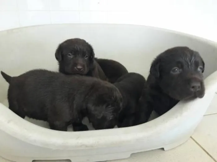 Labrador Noir 🐾