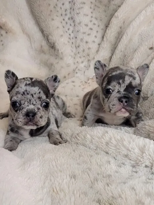 Merle french bulldog