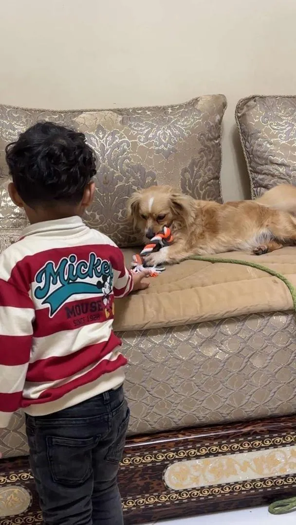 Chienne très courte