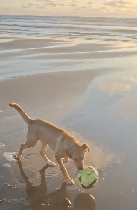 American labrador