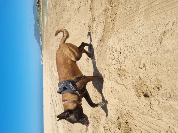 malinoi original
