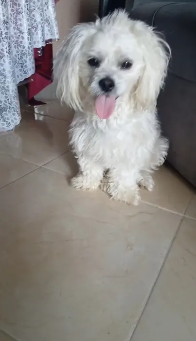 Bichon maltais