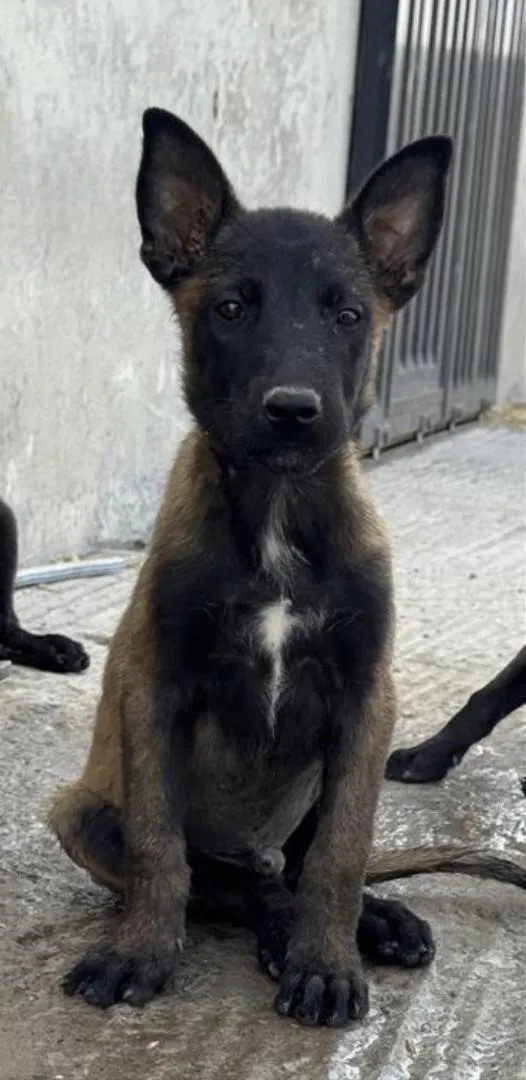 Chiot Malinois 2 mois