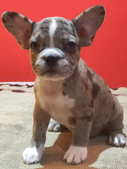 Bulldog français exotique