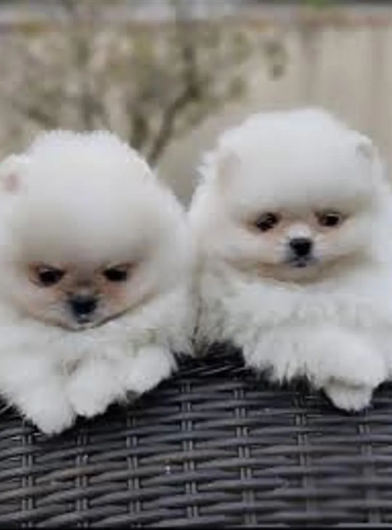 Spitz nain (pedigree)