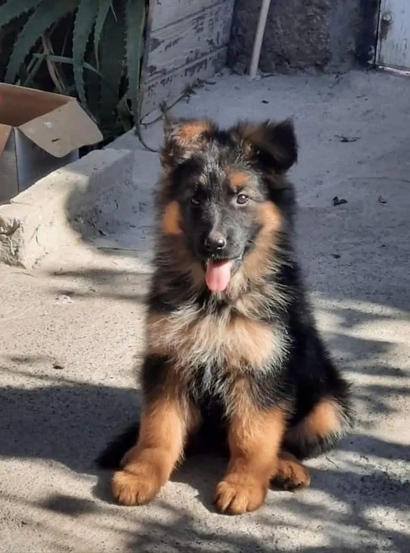 Berger allemand