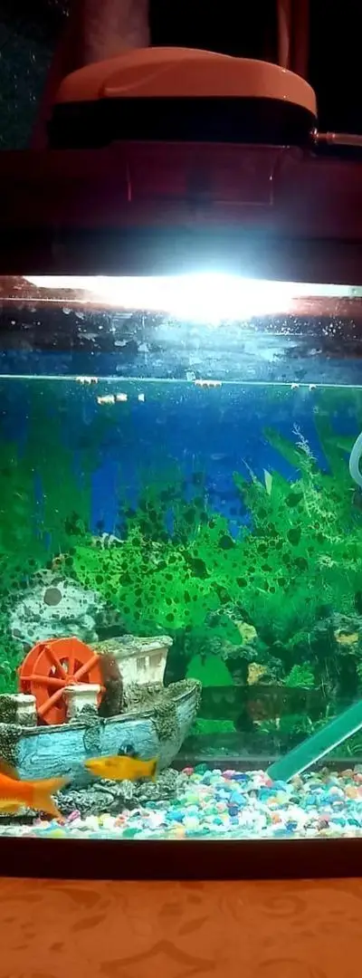 Aquarium complet