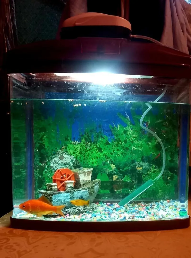 Aquarium complet