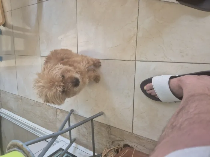 Caniche