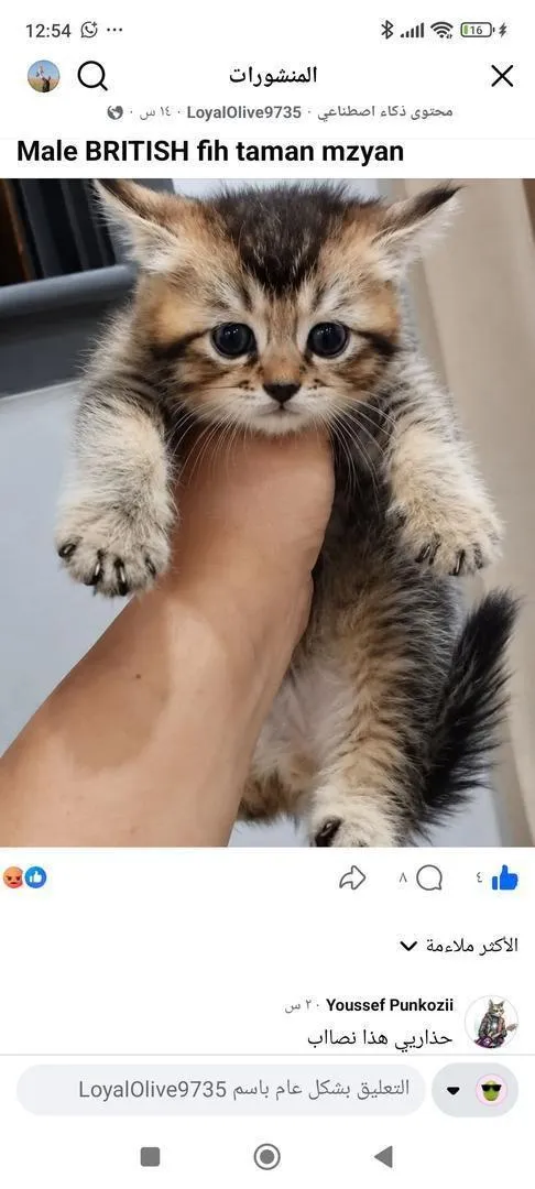Mâle British Shorthair