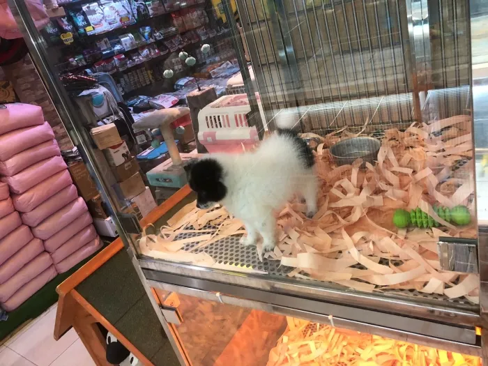 Chiot spitz
