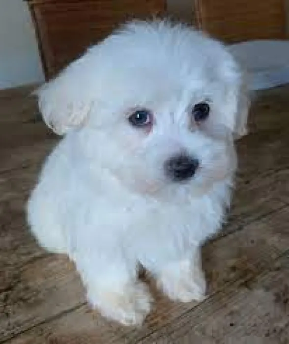 BICHON MALTE
