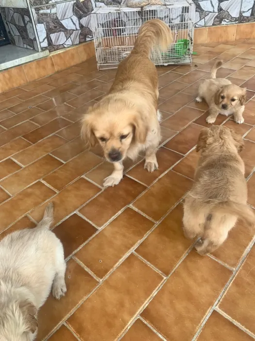 Pekingese