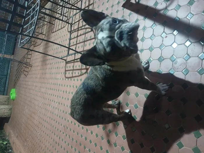 Bulldog français