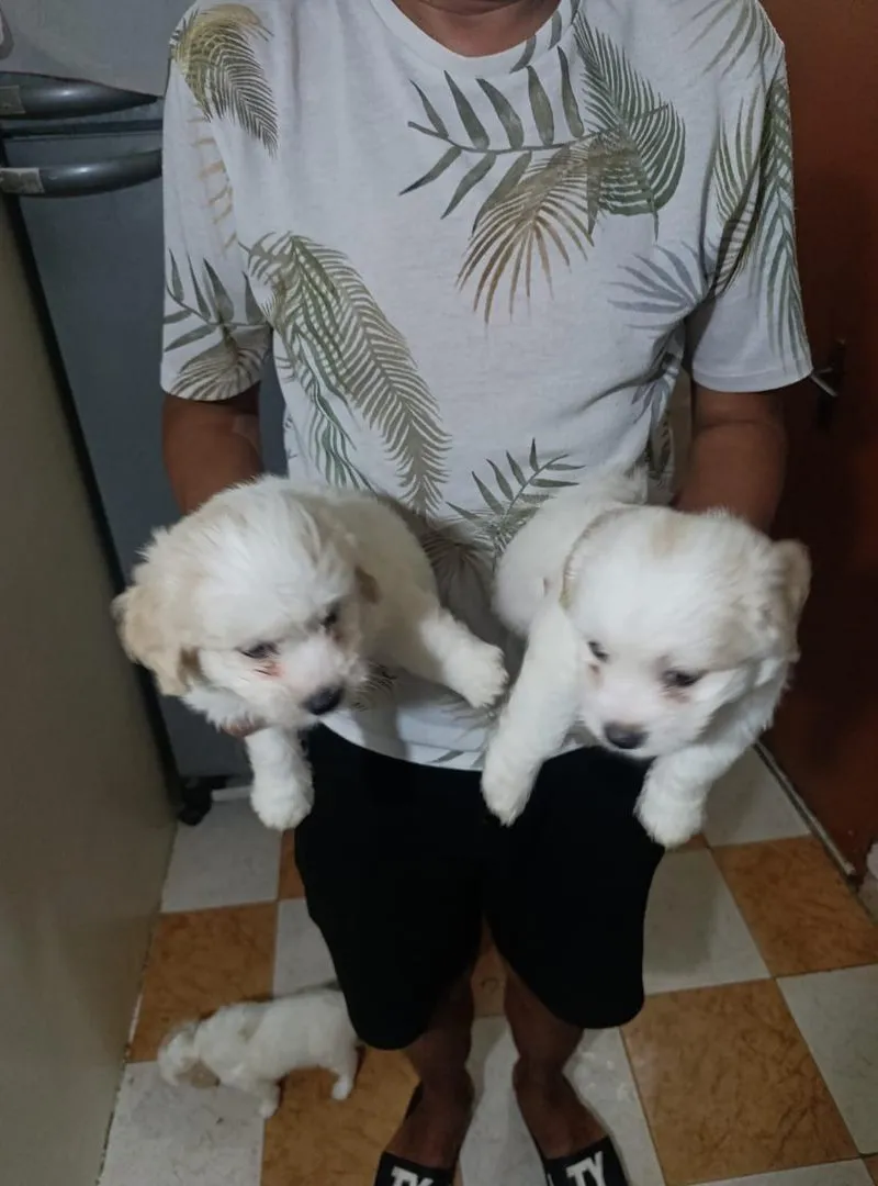 Petit chiot à vendre