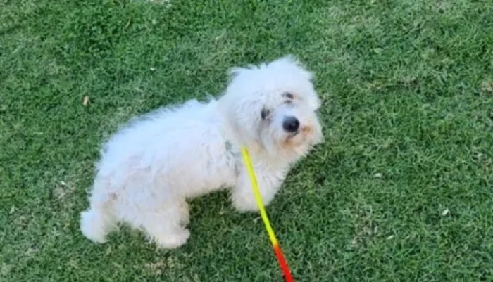 Vente caniche