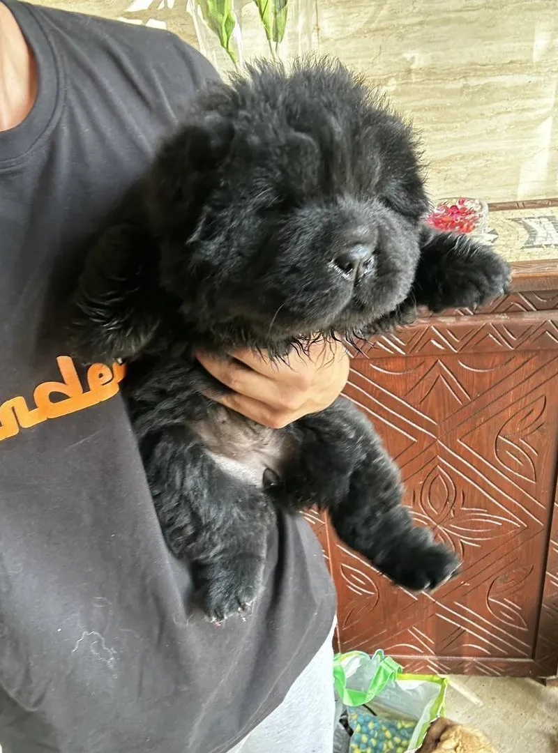Chiot Chow Chow noir