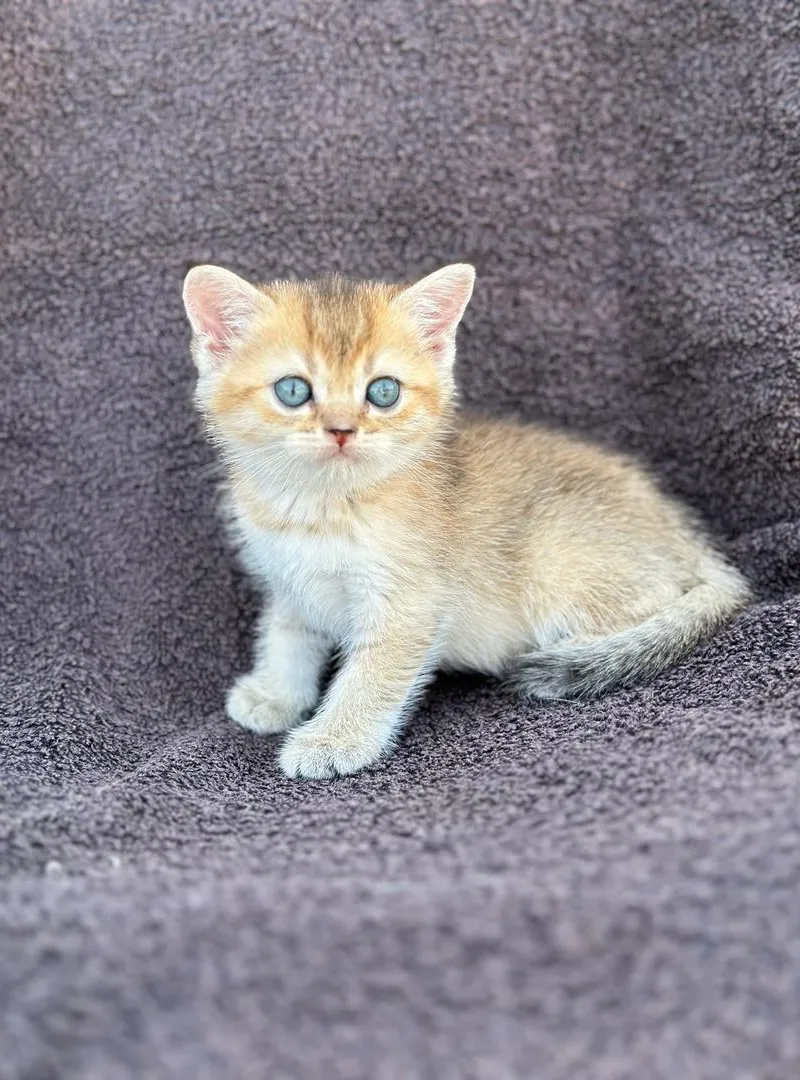 British Shorthair