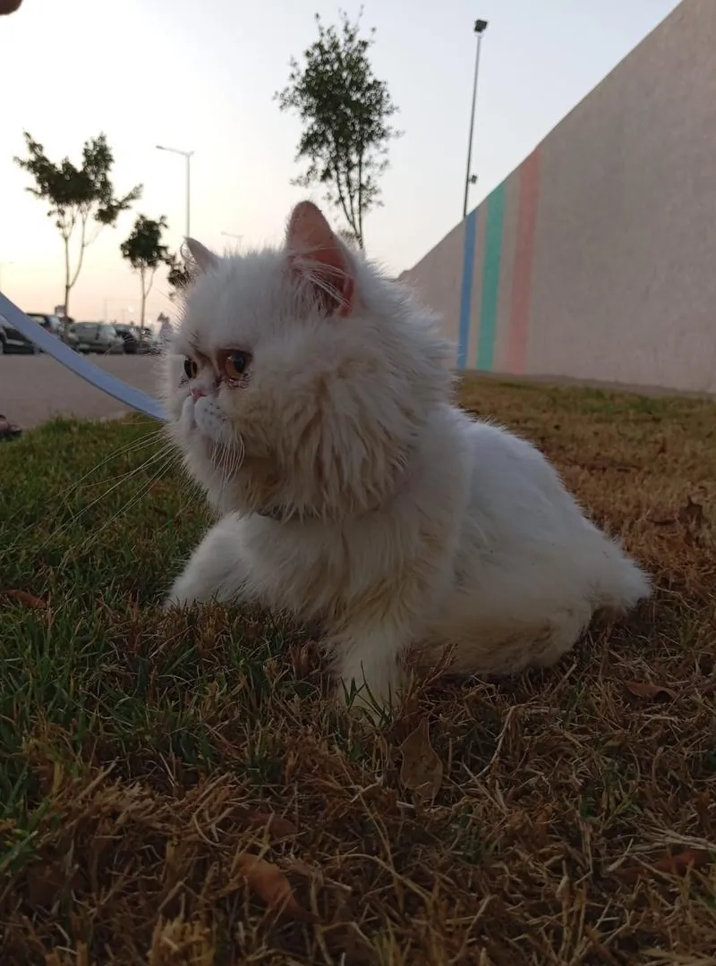 Chat persan