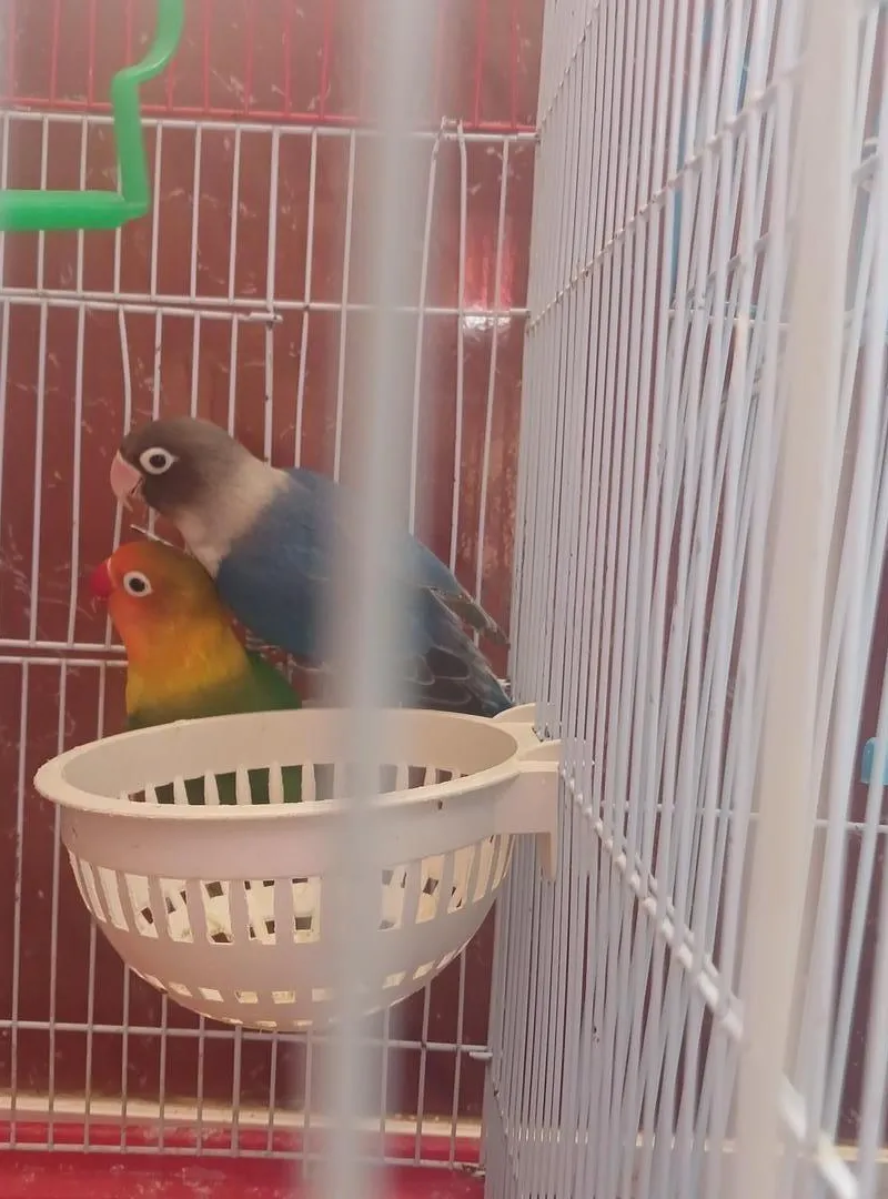 Oiseaux Fischer's Lovebird à vendre