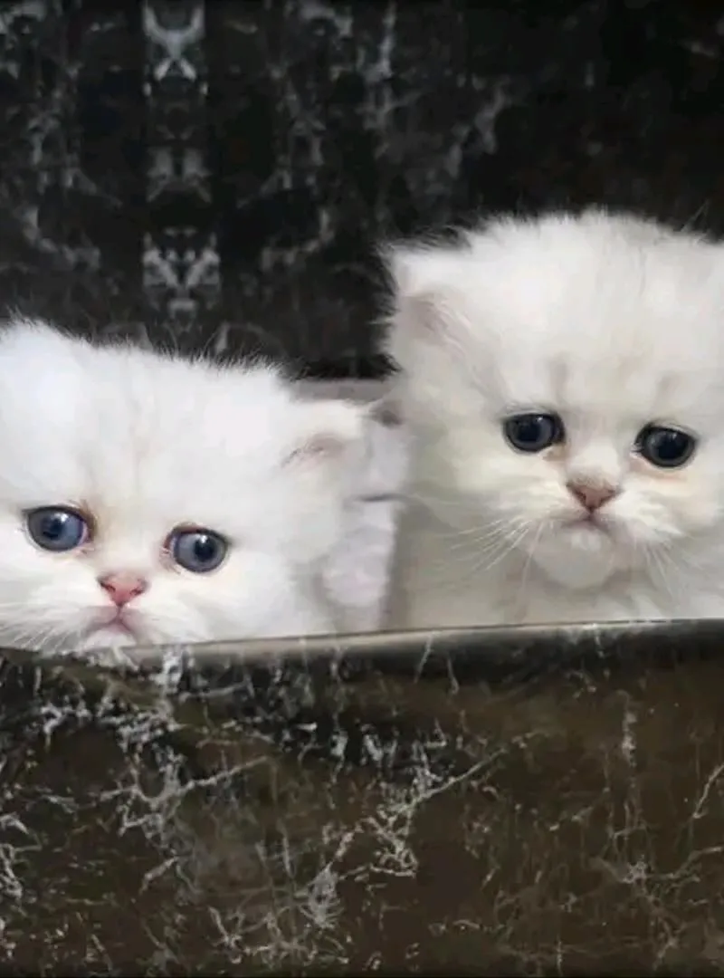 Chaton persan âgé de 45 jours