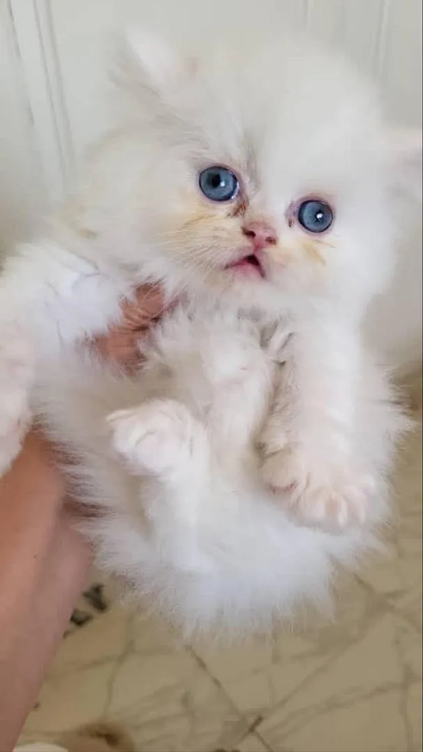 chaton British shorthair