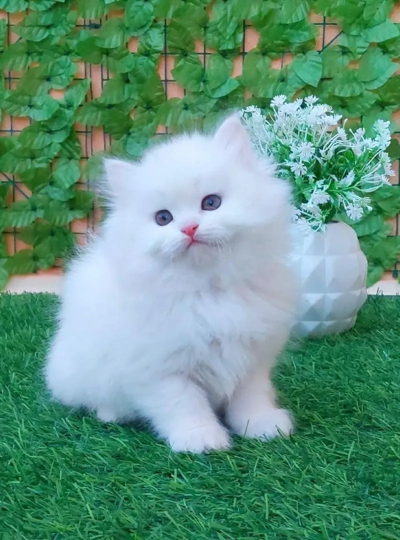 Chat persan