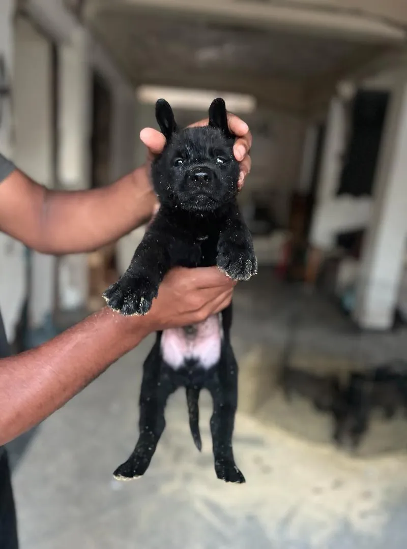 Chiots Malinois bien sevrés