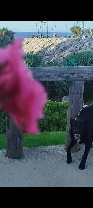 Chiot malinois mexicain noir