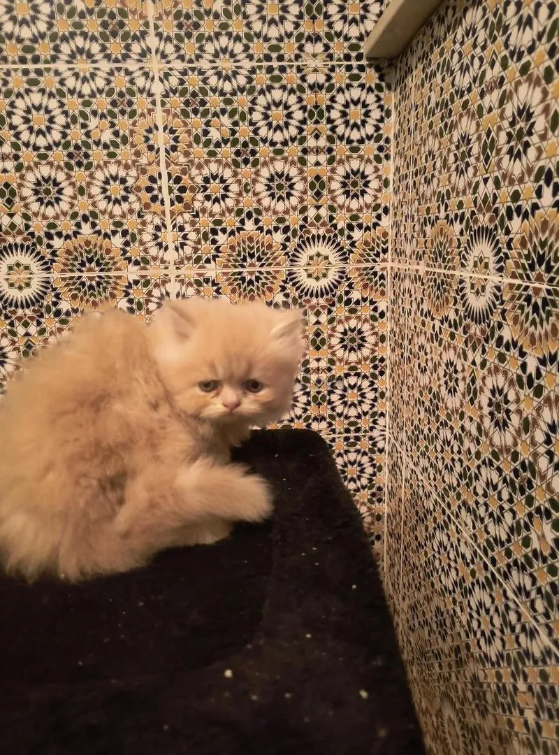 Chaton persan âgé d'un mois