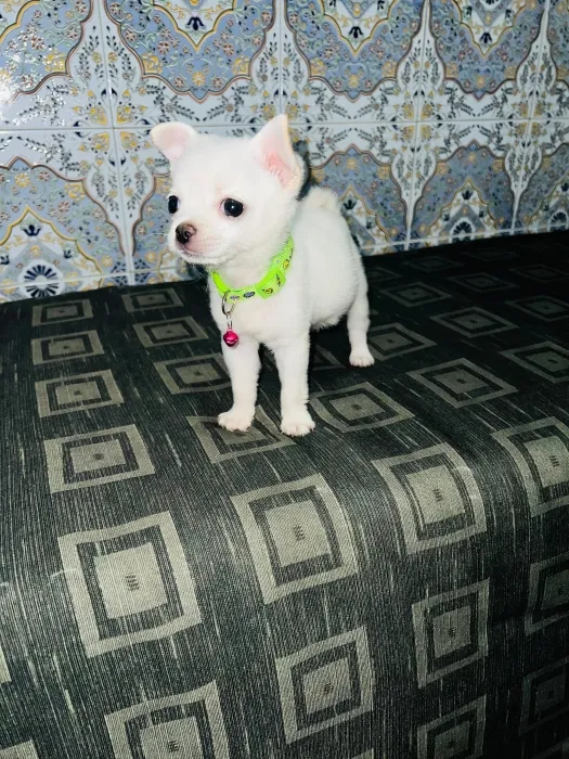 Chihuahua femelle active et joueuse