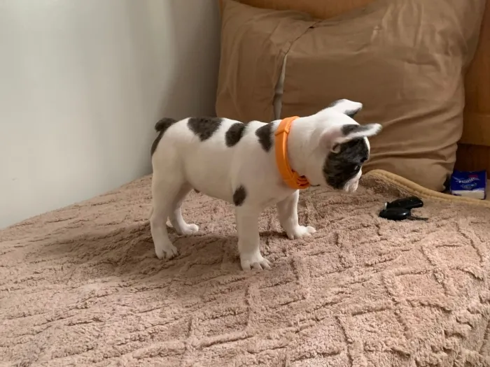 BULL DOG FRANCAIS